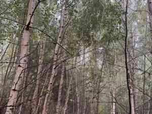 Prodej lesa, Zábrdí, 9676 m2