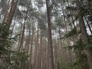 Prodej lesa, Zábrdí, 9676 m2