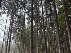 Prodej podílu pole, Nicov, 2230 m2