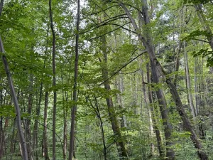 Prodej podílu lesa, Staříč, 16254 m2