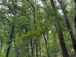 Prodej lesa, Radimovice, 7734 m2