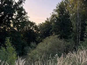 Prodej lesa, Horní Bukovina, 2690 m2