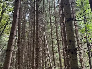 Prodej lesa, Nové Hrady, 5524 m2