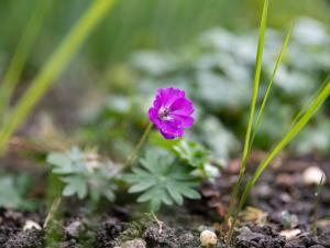 Prodej bytu 3+1, Petřvald, Nová, 63 m2