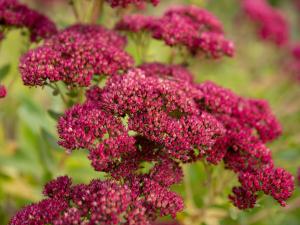 Prodej bytu 3+1, Petřvald, Nová, 63 m2