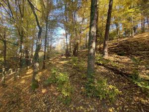 Prodej pole, Železný Brod, 12622 m2