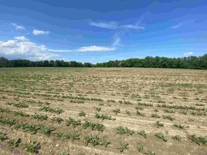 Prodej pozemku, Dolní Životice, 1696 m2