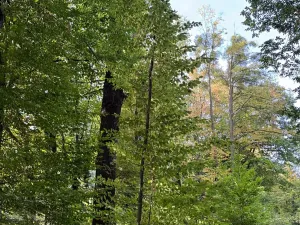 Prodej lesa, Háj ve Slezsku, 4689 m2