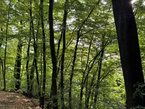 Prodej lesa, Háj ve Slezsku, 4689 m2