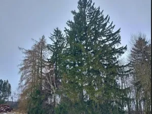 Prodej lesa, Lidmaň, 297 m2