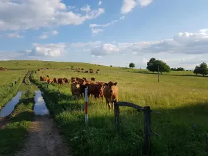 Prodej zahrady, Písek, 709 m2