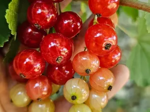 Prodej rodinného domu, Hředle, 398 m2