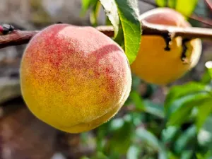 Prodej rodinného domu, Hředle, 398 m2