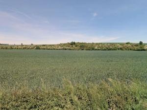 Prodej pole, Horky nad Jizerou, 4398 m2