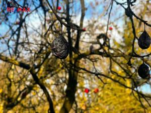 Prodej pozemku pro bydlení, Podolí, 1608 m2