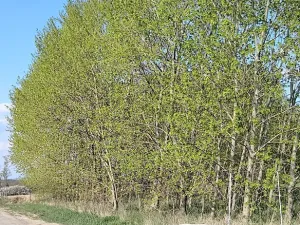 Prodej zahrady, Doubravčice, 7161 m2