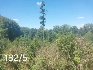 Prodej lesa, Okrouhlá Radouň, 2395 m2
