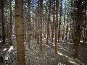 Prodej lesa, Lánov - Horní Lánov, 11269 m2