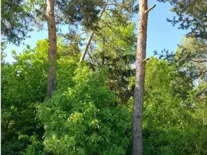 Prodej lesa, Lipník, 2058 m2