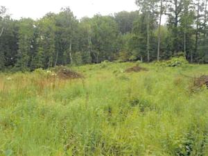 Prodej lesa, Podmoklany, 4845 m2