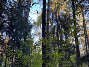 Prodej lesa, Ruda nad Moravou, 21892 m2