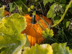 Prodej vícegeneračního domu, Bžany, 240 m2