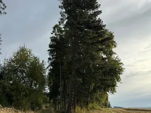 Prodej lesa, Keblov, 3400 m2