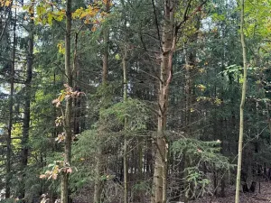 Prodej lesa, Chrášťany, 11900 m2