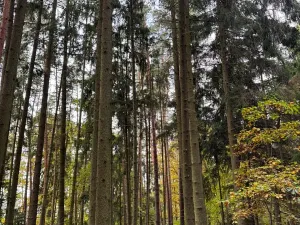 Prodej lesa, Chrášťany, 11900 m2