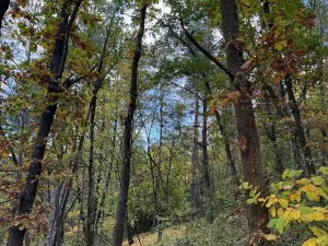 Prodej lesa, Ročov, 4272 m2