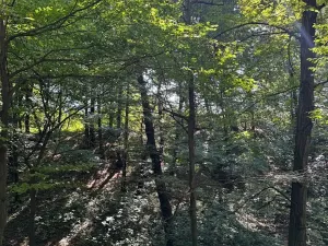 Prodej lesa, Ostrava, 8938 m2