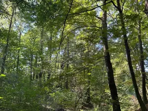 Prodej lesa, Ostrava, 8938 m2