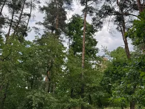 Prodej lesa, Bavorov, 10907 m2