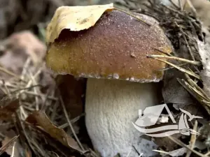 Prodej bytu 3+kk, Bansko, Bulharsko, 102 m2