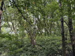 Prodej podílu lesa, Pardubice, 9649 m2