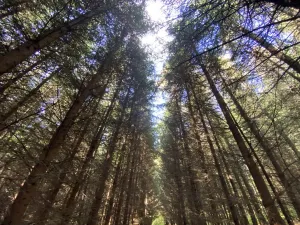 Prodej lesa, Lánov - Horní Lánov, 15278 m2