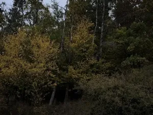 Prodej lesa, Nezdice, 4671 m2