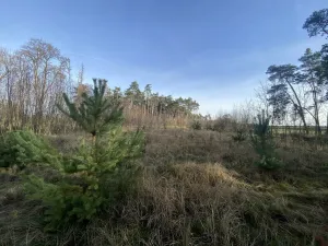 Prodej lesa, Kostelní Lhota, 9438 m2