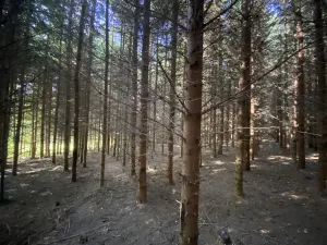 Prodej lesa, Lánov - Horní Lánov, 11269 m2