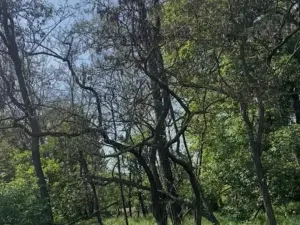 Prodej lesa, Dobré Pole, 4208 m2