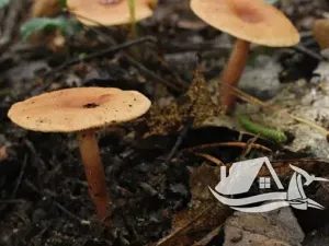 Prodej bytu 1+kk, Bansko, Bulharsko, 29 m2