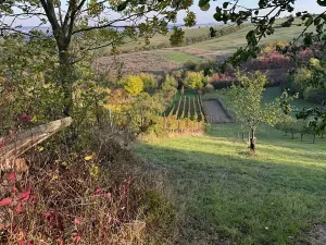 Prodej sadu/vinice, Blučina, 2677 m2