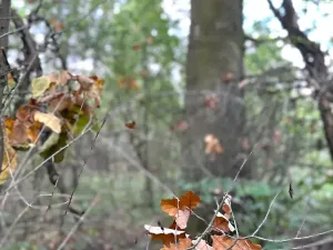Prodej komerčního pozemku, Luštěnice, 9368 m2