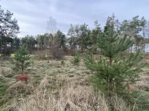 Prodej lesa, Kostelní Lhota, 9438 m2