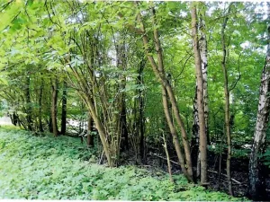 Prodej lesa, Vyskytná, 2174 m2