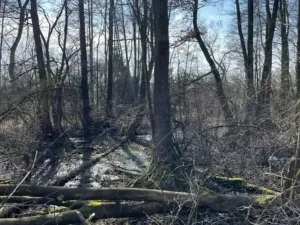 Prodej lesa, Jaroměř, 19276 m2