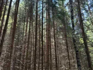 Prodej lesa, Ločenice, 11790 m2