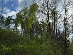 Prodej pozemku, Boršov nad Vltavou, 7673 m2