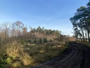 Dražba lesa, Kostelní Lhota, 9438 m2