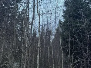 Prodej lesa, Vacov, 14711 m2